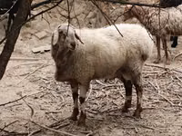 Vædder, Arashan sheep — foto 2
