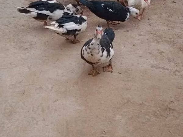 Ducks — Uzbekistan