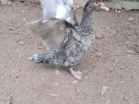Ducks — foto 3
