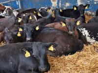 گاو نر, Simmental cattle — عکس 4