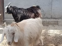 بز ماده, بز — عکس 8