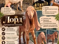بکرا, Kamori goats — تصویر 1