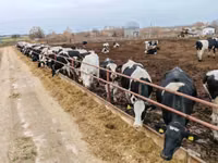 Vaca, Swiss cattle — foto 1