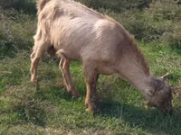 Billy Goat, LaMancha goats — photo 1