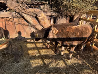 Bull, Cattle — photo 2