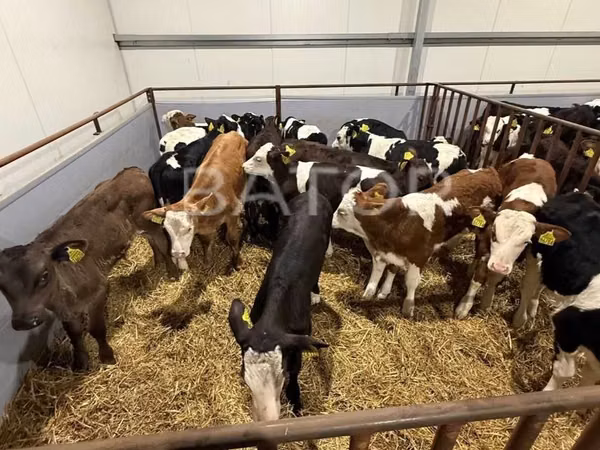 Banteng, Simmental cattle — Polandia