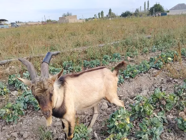 Buk, Alpine goat