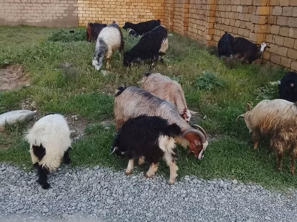 Kozy (šarže, pohlaví neuvedeno), Kozy — Ázerbájdžán