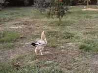 Chickens — photo 3
