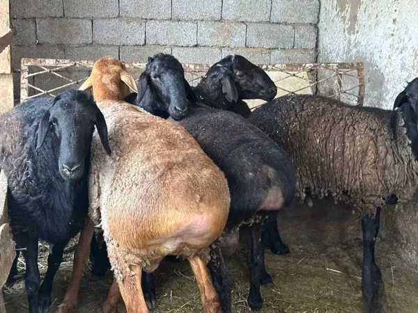 Ram, Sheep — Uzbekistan