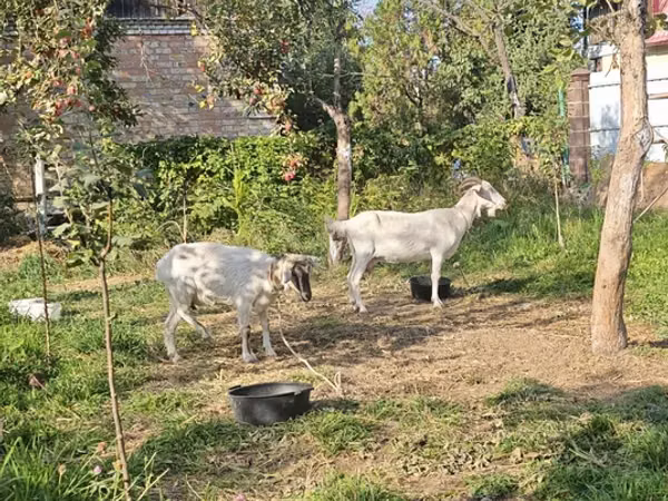 Goat, Goats — Kyrgyzstan