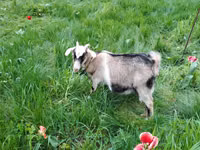 Goat, Goats — photo 1