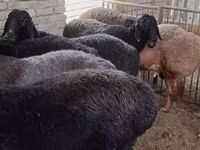 Ram, Hissar sheep — photo 4