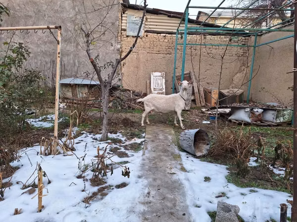 Ziege, Saanen goat