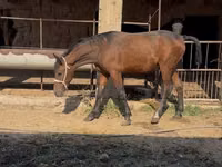 Horse (M), Horses — photo 4