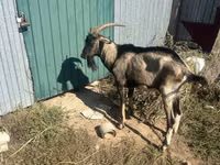 Buk, Alpine goat — foto 2