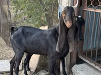 Koza, Kamori goats — foto 1