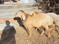 Vædder, Edilbay sheep — foto 4