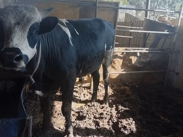Bull, Cattle