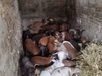 میش, Cameroon sheep — عکس 1