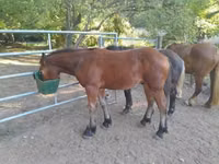 حصان, Međimurje horse — الصورة 1