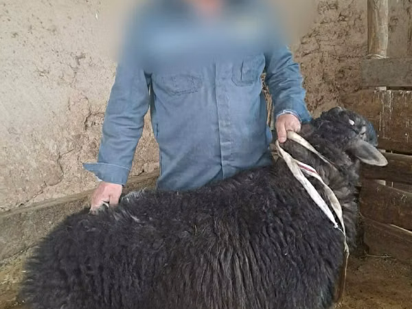 Ram, Sheep — Kazakhstan