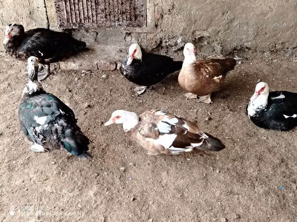 Ducks