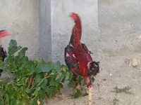 Chickens — عکس 5