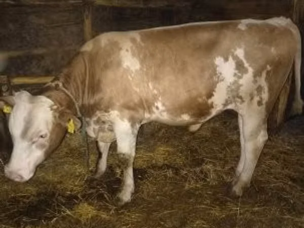 วัวตัวผู้, Simmental cattle