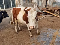 Cow, Swiss cattle — photo 3