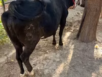 گاو ماده, گاو — عکس 3