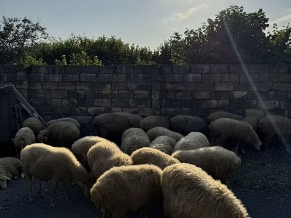 Sheep (batch, sex not specified), Sheep — Azerbaijan