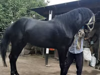 اسب نر, Budyonny horse — عکس 5