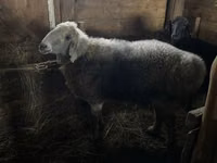የጎትት አውራ በግ, Hissar sheep — ፎቶ 3