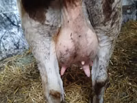 Cow, Simmental cattle — photo 2
