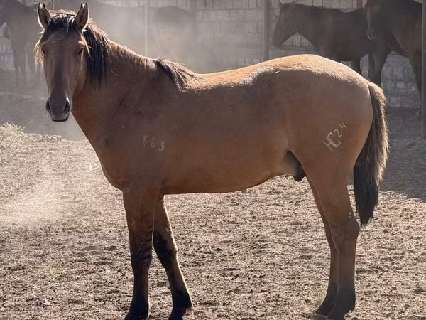 Horse (M), Mugalzhar horse