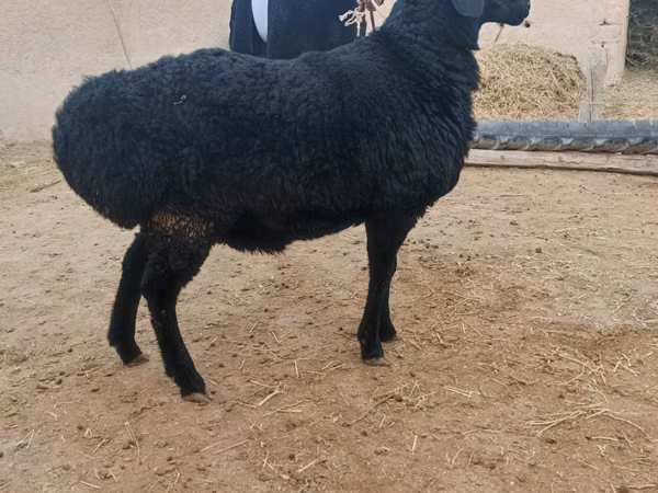 Kambing jantan, Hissar sheep