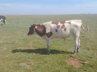 公牛, Kazakh White-headed cow — 照片 5