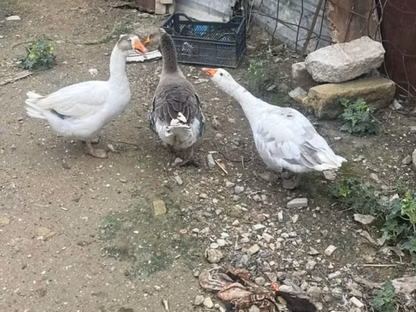 Geese — Azerbaycan