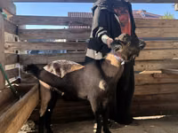 Kozioł, Nubian Goat — zdjęcie 2