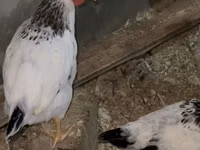 Chickens — عکس 3