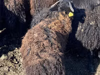 Sheep (batch, sex not specified), Karachay sheep — photo 3