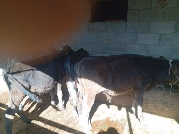 Bull, Swiss cattle — Kyrgyzstan