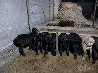 Ram, Sheep — photo 4