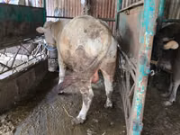 Bull, Auliekol breed — photo 5