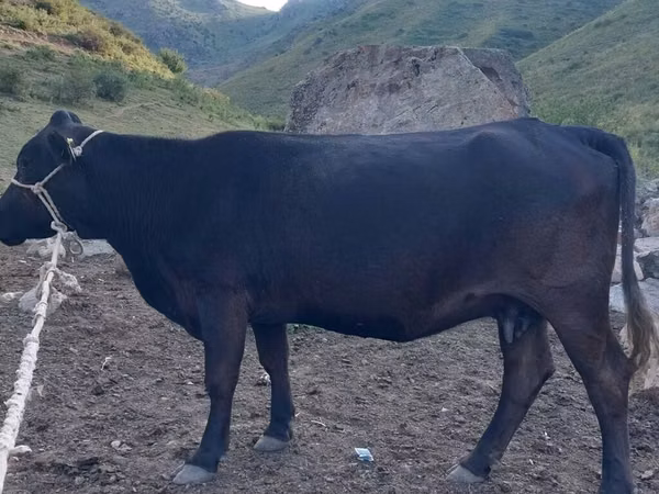 Cow, Cattle