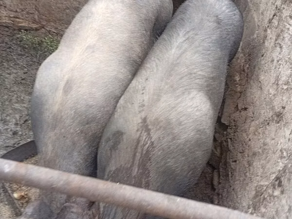 Boar, Pigs — Moldova