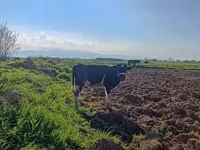 公牛, Simmental cattle — 照片 2