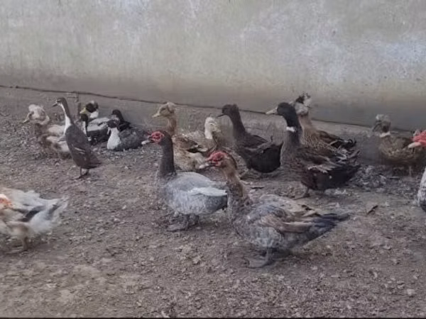 Ducks — Ungarn