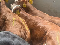Skot (série, pohlaví neuvedeno), Simmental cattle — foto 2